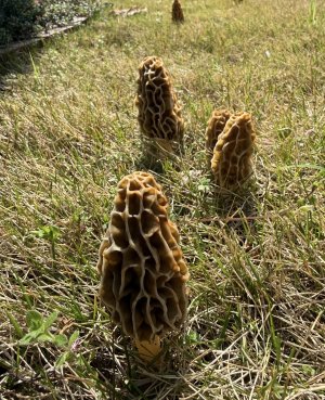 IMG_4423.jpeg IMG_4423.jpeg