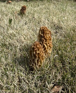 IMG_4424.jpeg IMG_4424.jpeg