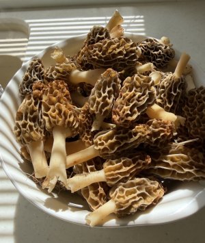 IMG_4420.jpeg IMG_4420.jpeg